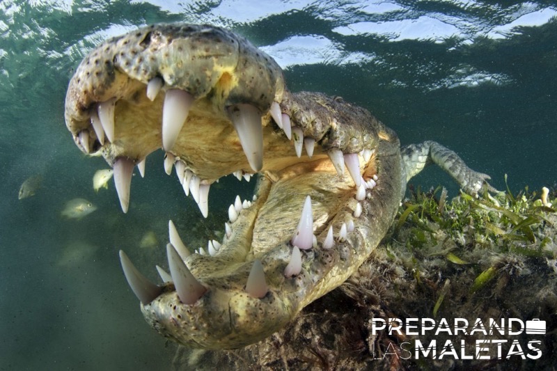 preparando-las-maletas-chinchorro-1