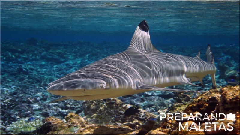 preparando-las-maletas-chinchorro-5