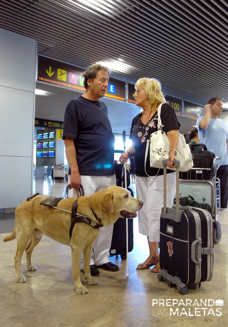 preparando-las-maletas-mascotas-2