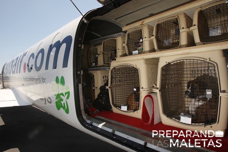 preparando-las-maletas-mascotas-3