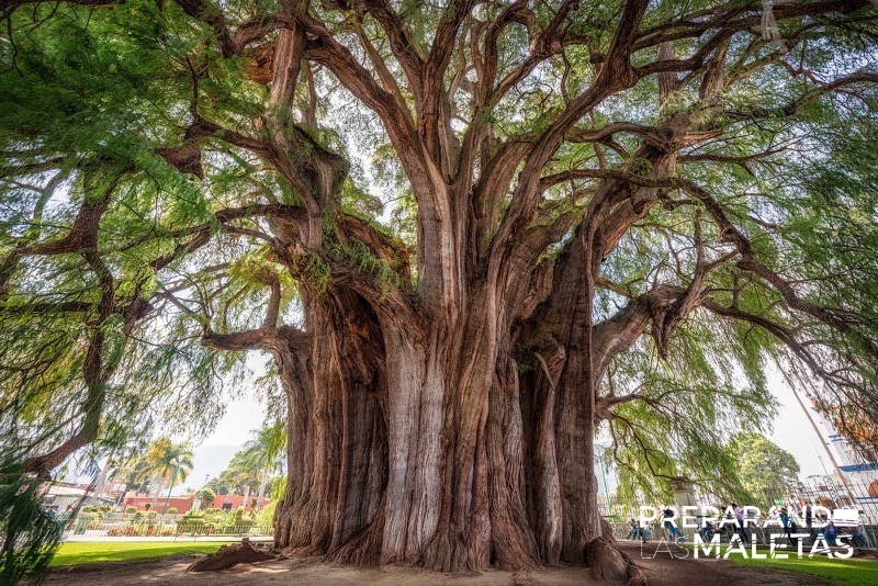 preparando-las-maletas-oaxaca2