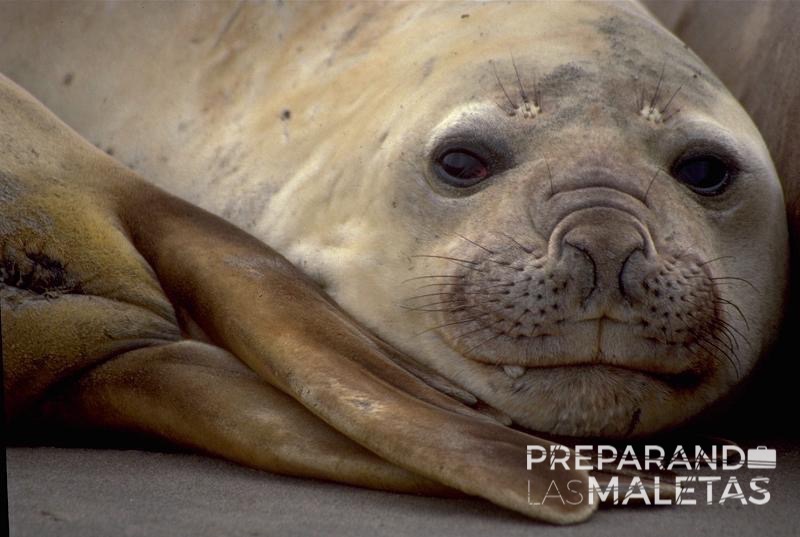 preparando-las-maletas-varios-0003