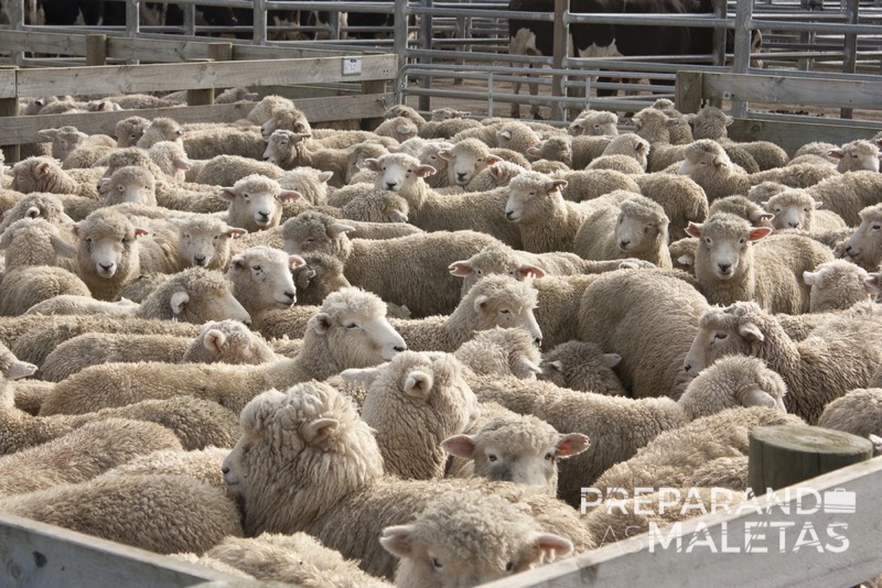 preparando-las-maletas-varios-25 (1)