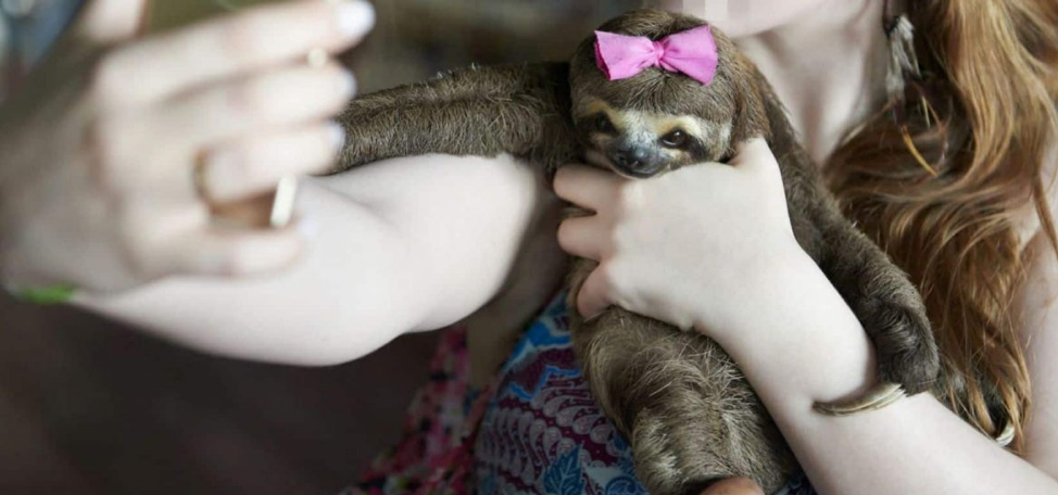 El sucio negocio detrás de los animales y el turismo de 'selfies'