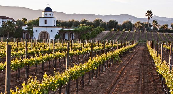 5 viñedos mexicanos que tienes que conocer