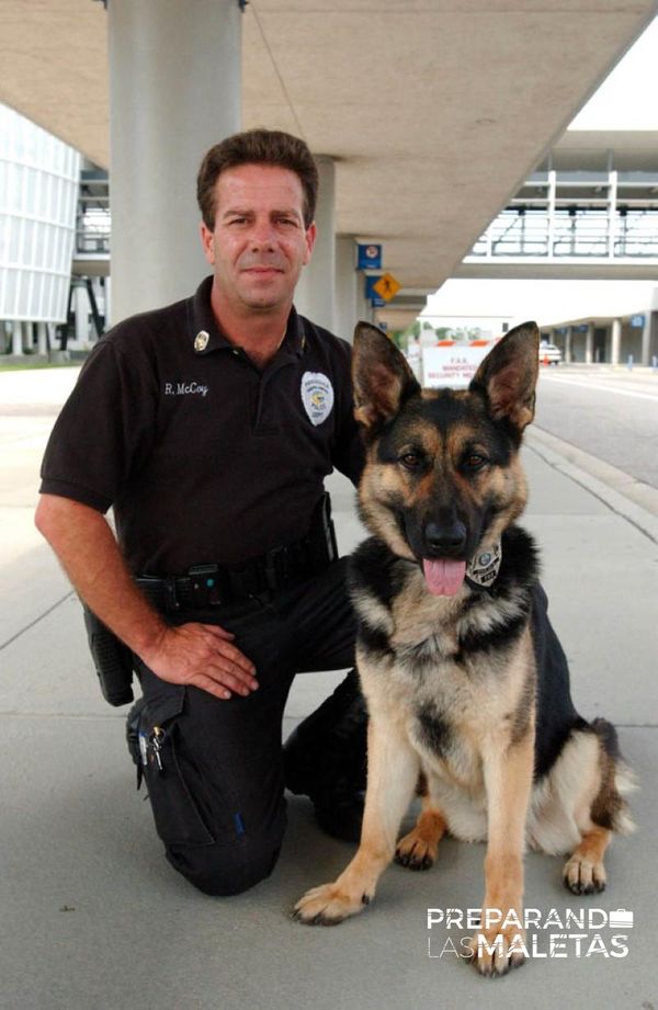 Perros en el Aeropuerto