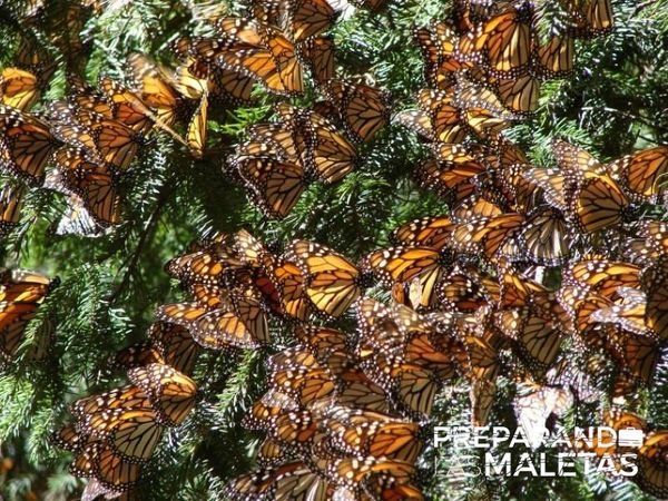 Michoacán, ¡Bello Estado!