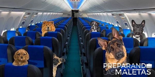 ¡Tus mascotas también disfrutan viajar contigo¡