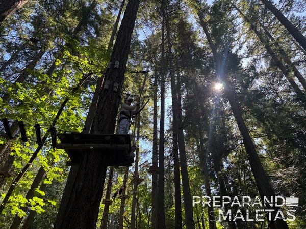 WildPlay Victoria: adrenalina y diversión entre árboles y alturas