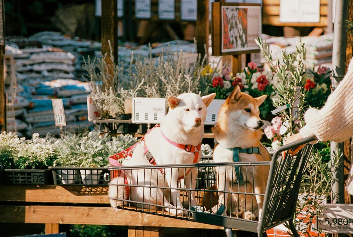 Pet Shopping and the Smarter Way Owners Are Buying