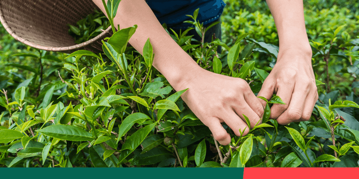 A person picking leaves from a green plant at a farm.