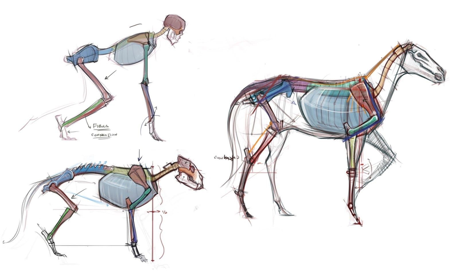 comparative anatomy for artists