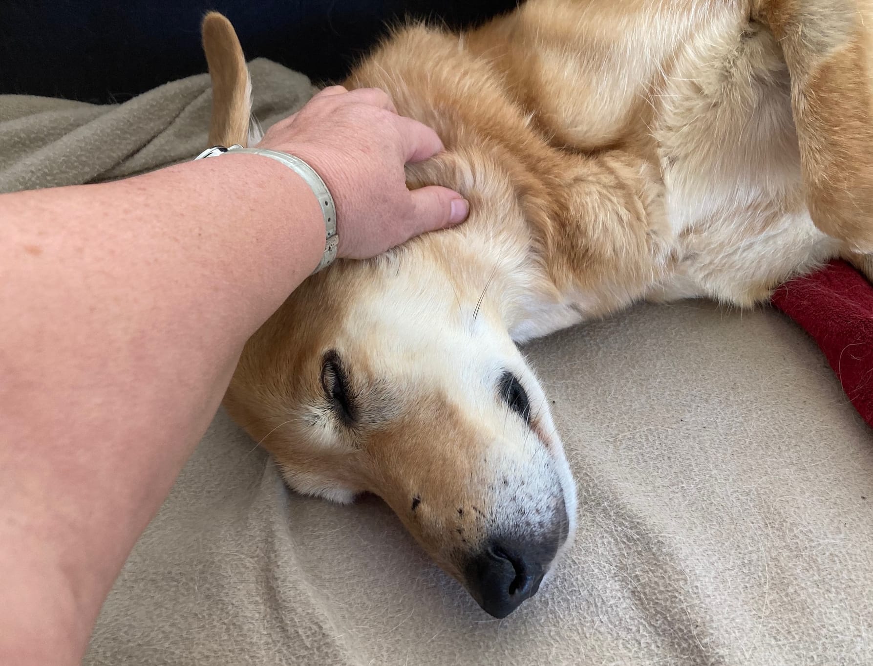 Eine Hand krault einen beigefarbenen Hund am Hals