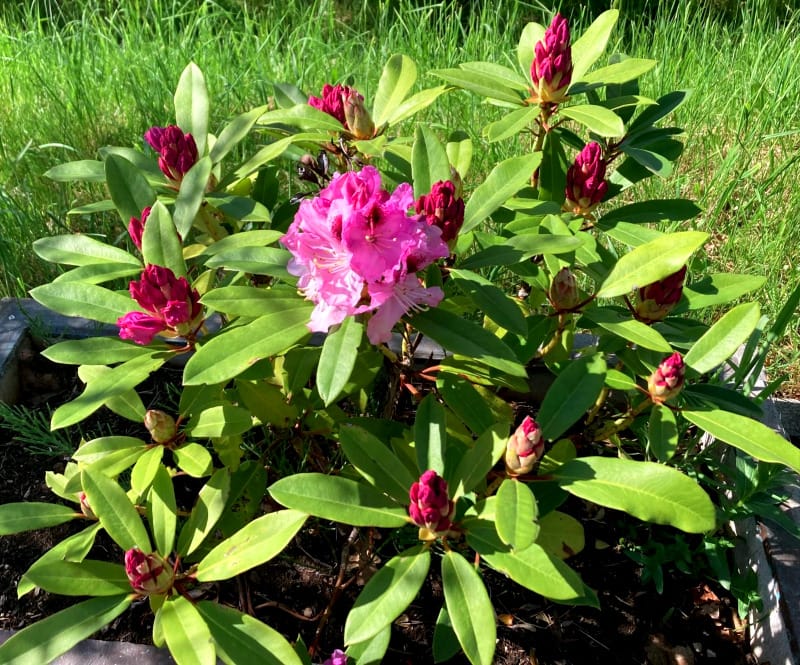 Kleiner Rhododentronbusch mit einer geöffneten lila Blüte in der Mitte umgeben von 10 Knospen