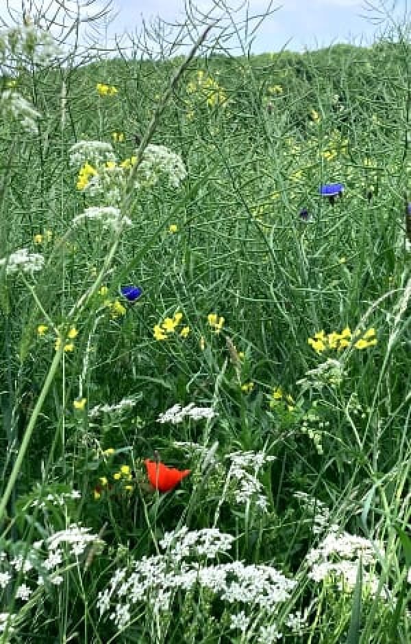 Im Vordergrund weiße Scharfsgabe  darüber eine rote Mohnblüte umgeben von gelben Raps und dahinter blauen Kornblumen eingebettet in Grüne Grasstengel. Ein Feldrand.