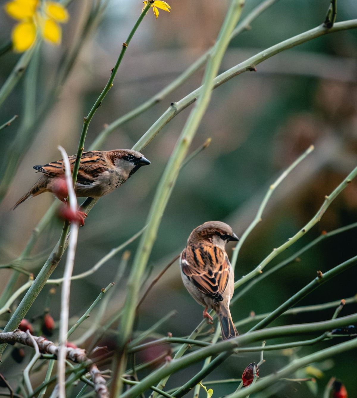 Wie ich achtmal den Frühling fand