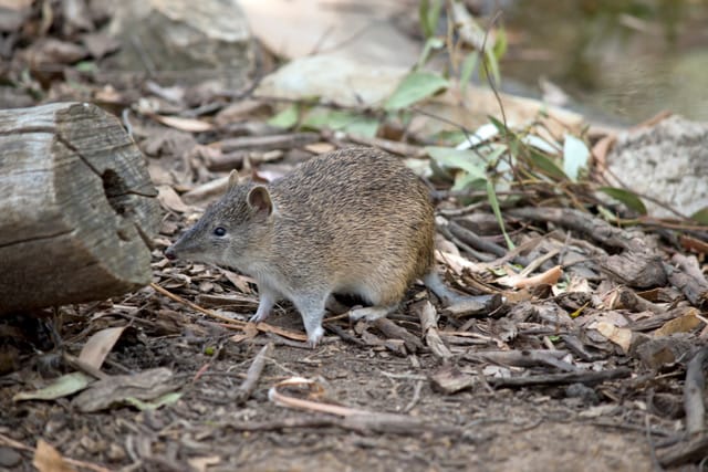 Public urged to report bandicoot sightings