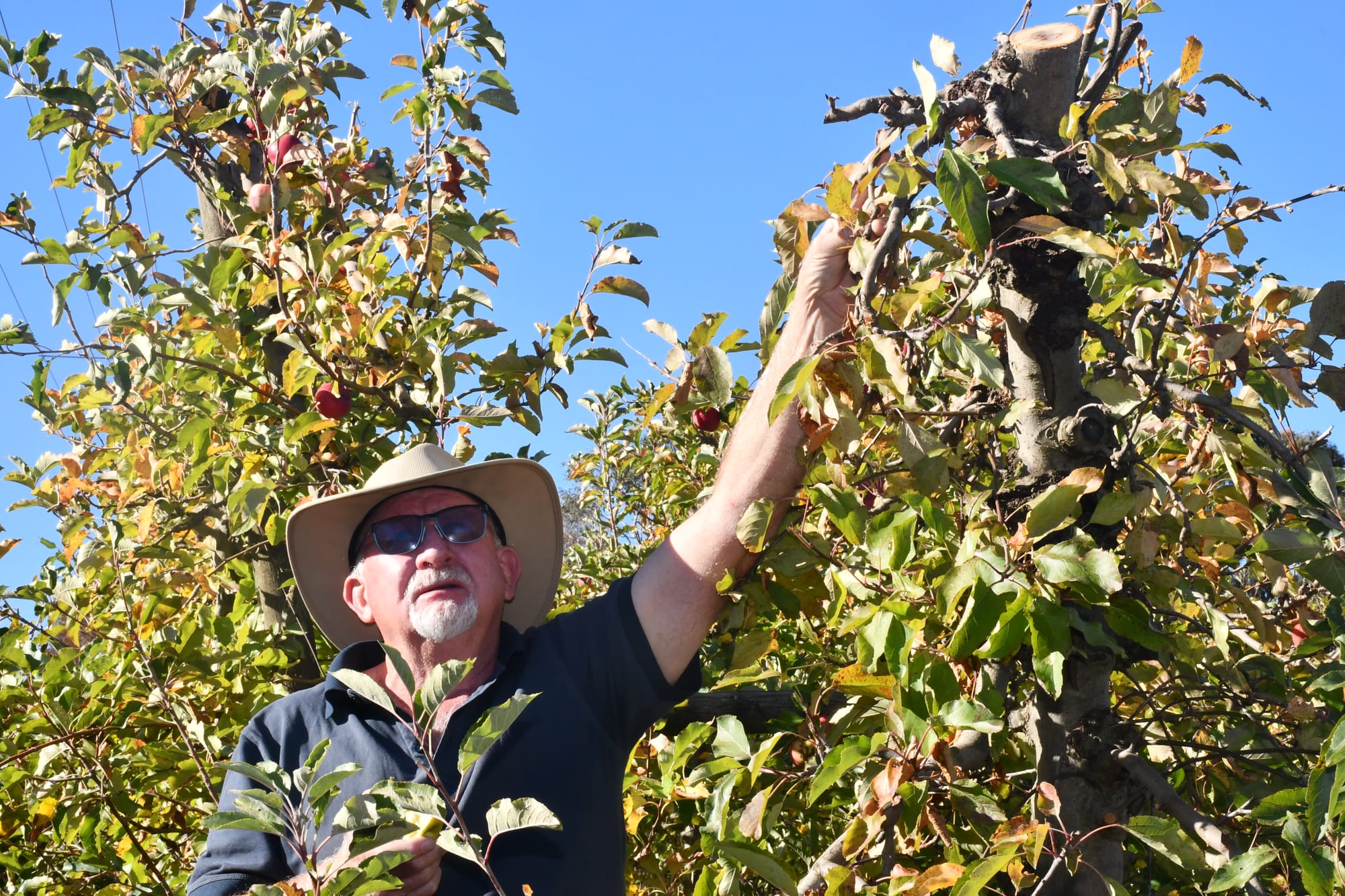 Sliced apples: growers reeling over tree pruning