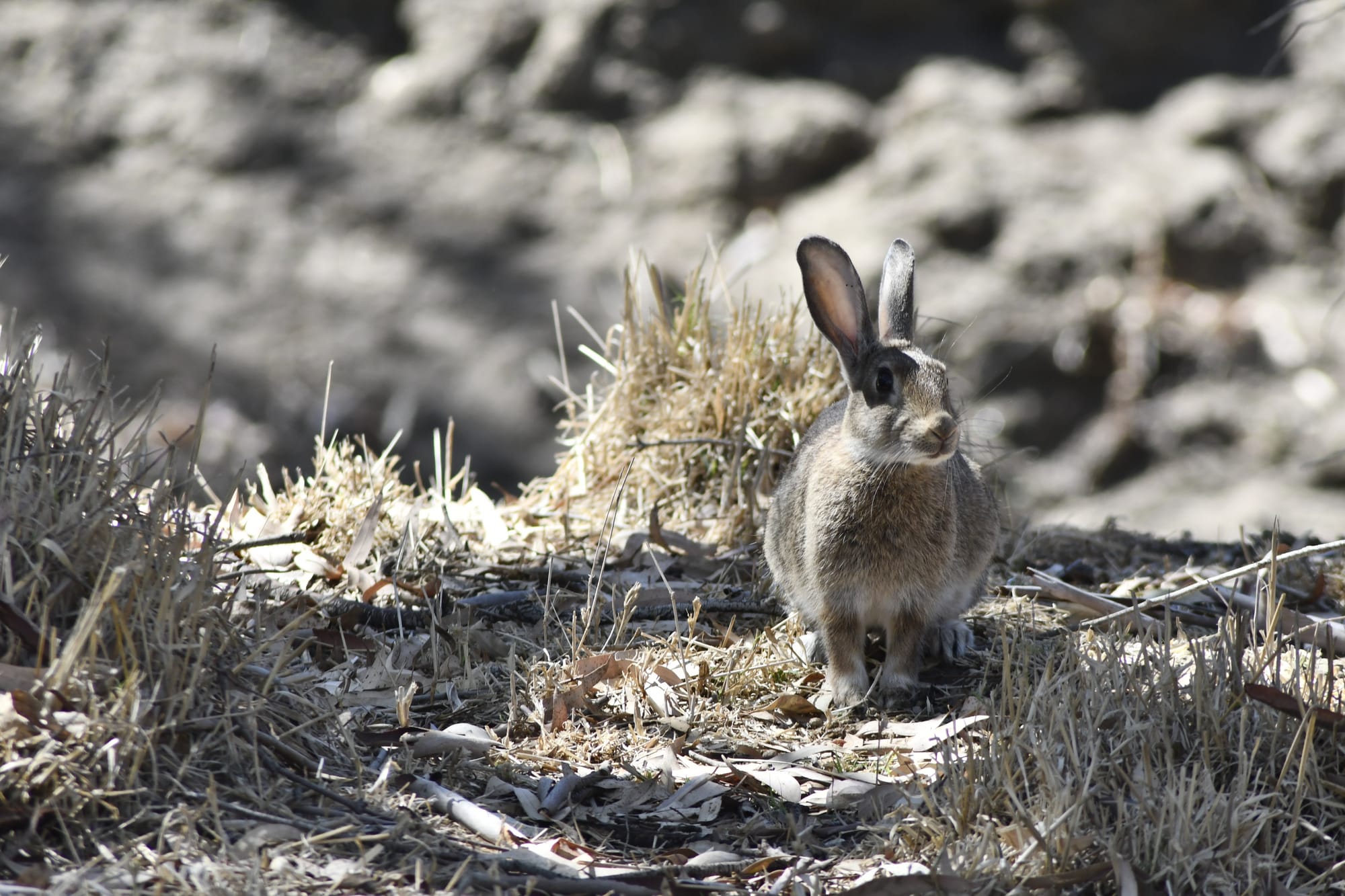 Rabbits driven into towns