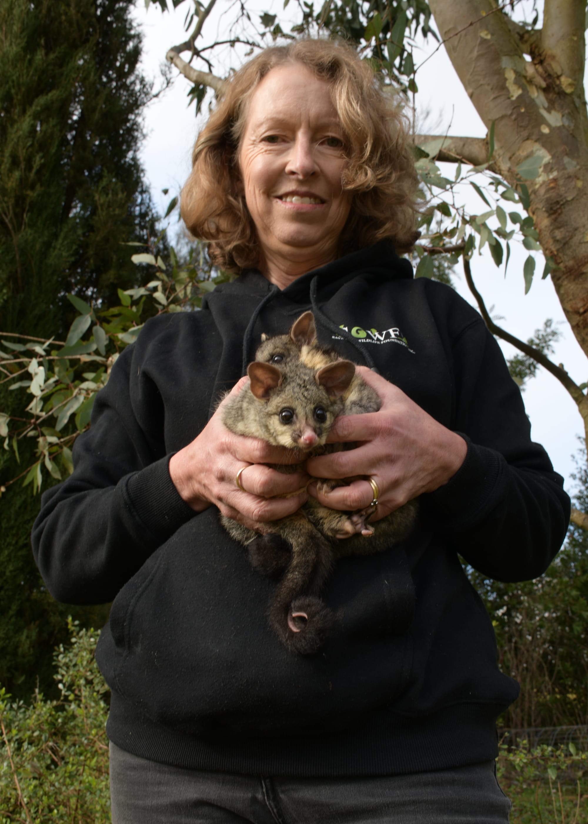 Rescue revenue: Local rescuer welcomes State Government's new koala plates