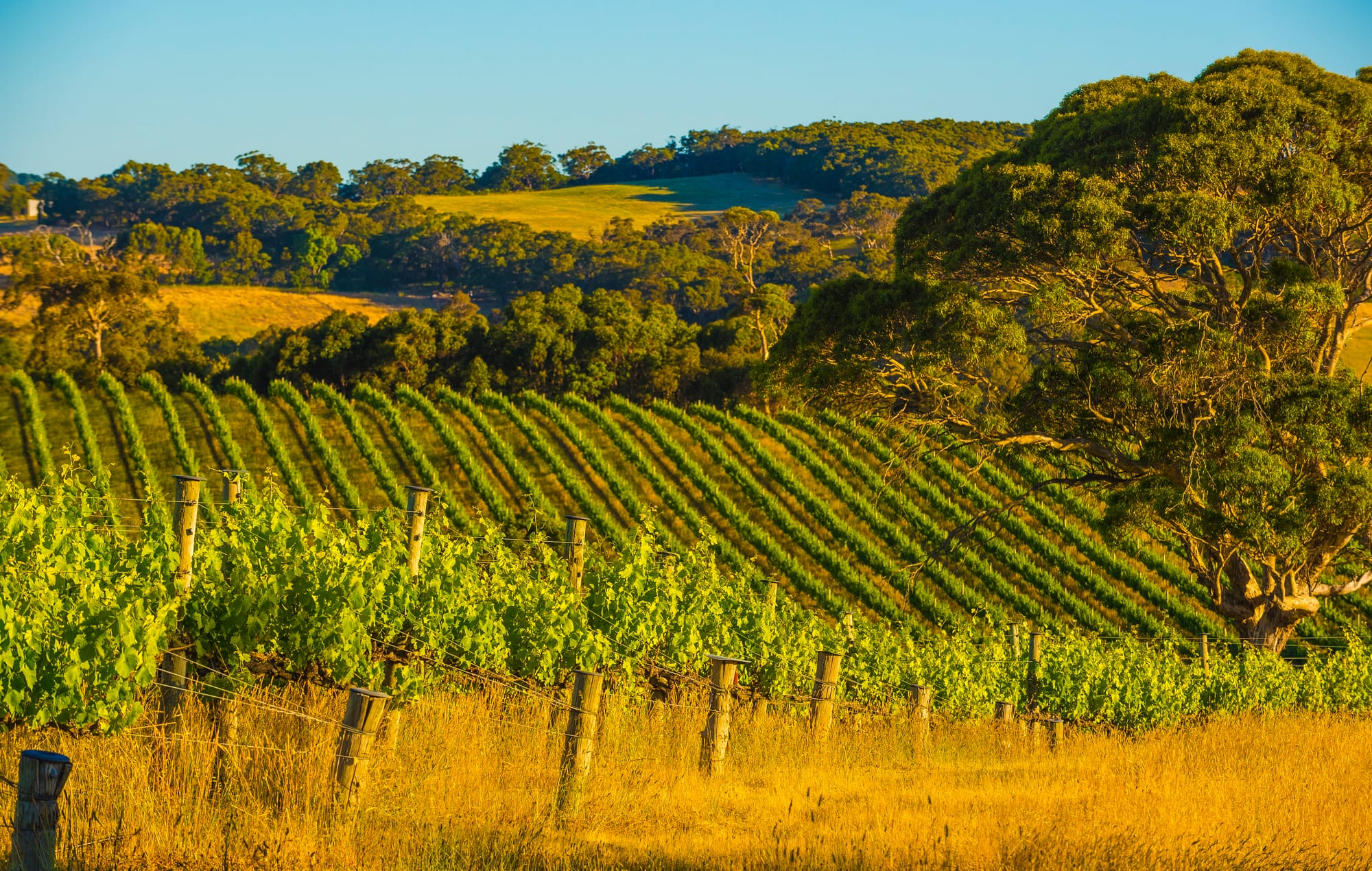 Wine region backs reconciliation