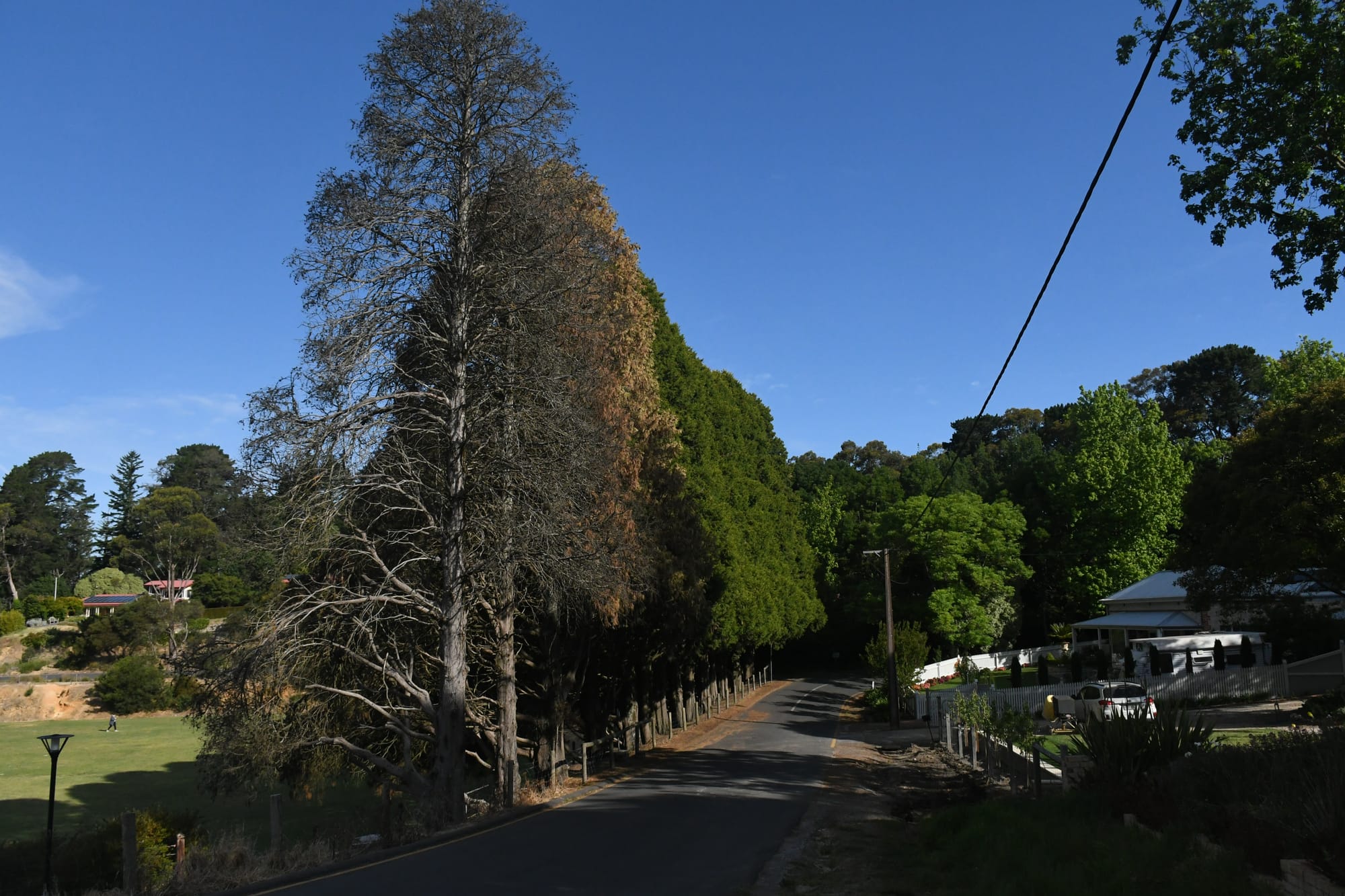 Council to try to save remaining trees at Stirling