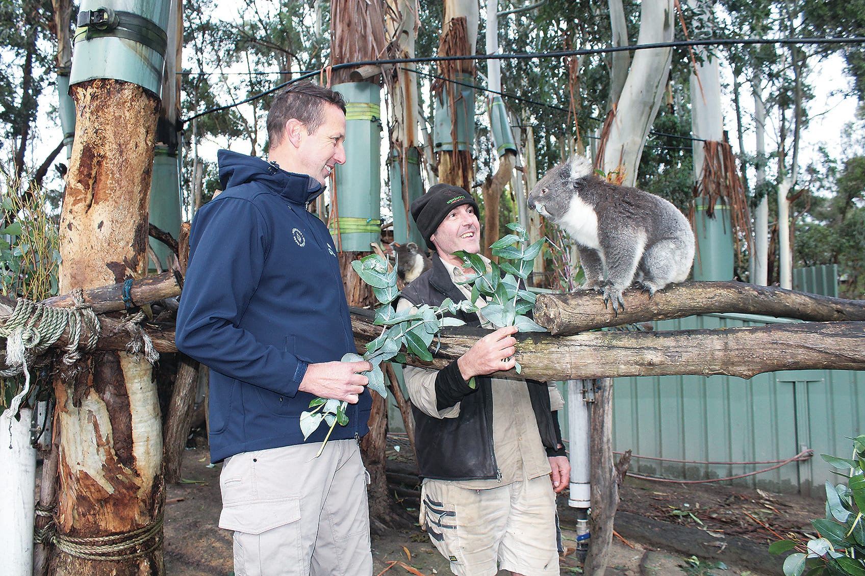 Wild saplings provide food for koalas
