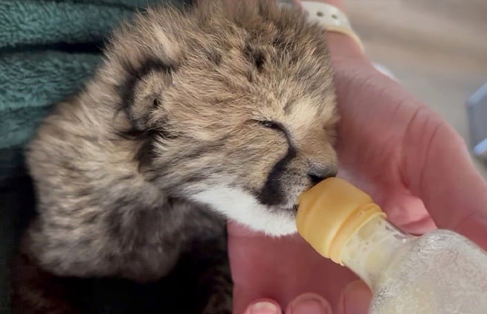 Cub kept alive using Australian-first techniques