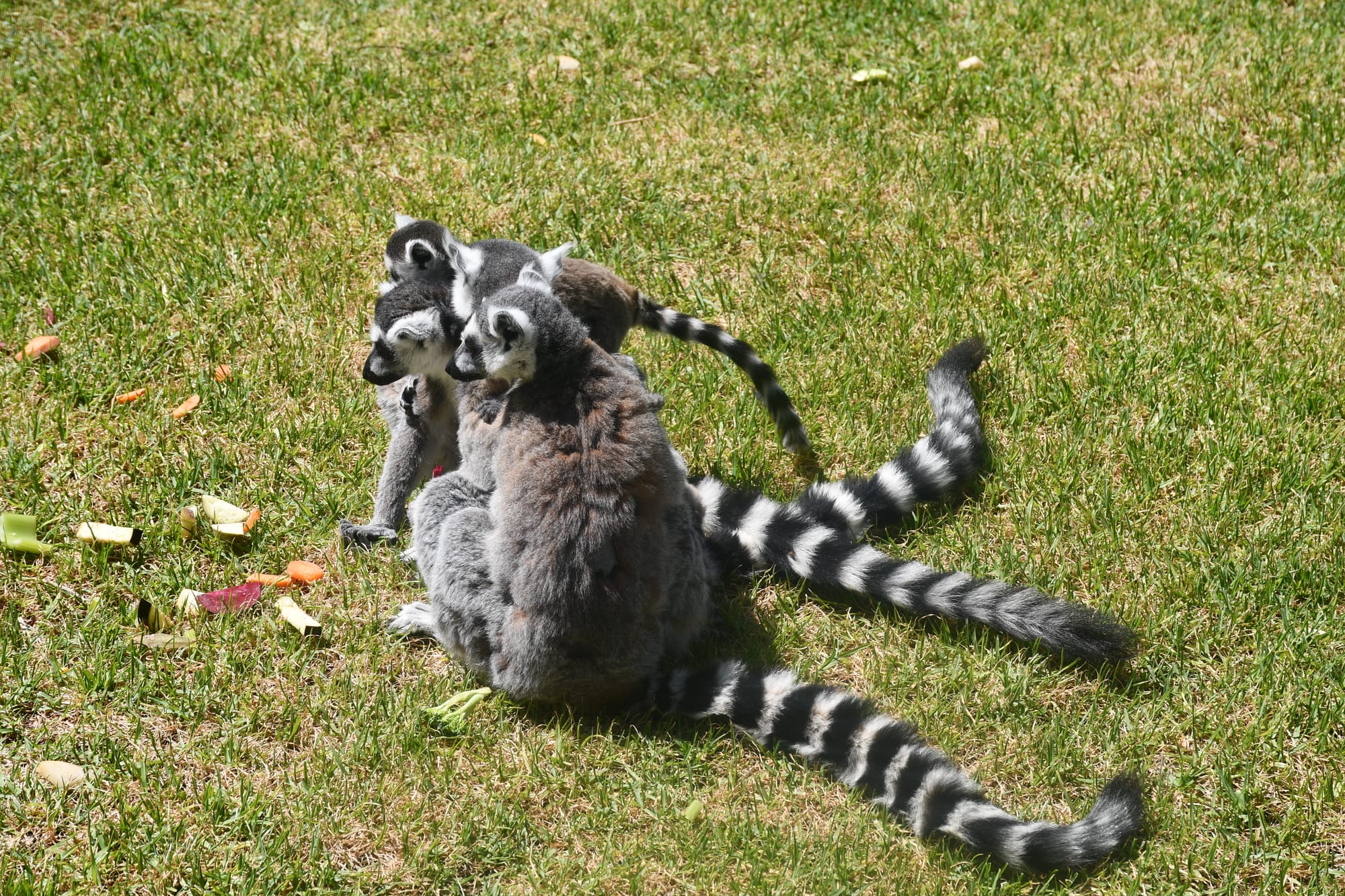 Sneak peek into the Land of the Lemurs