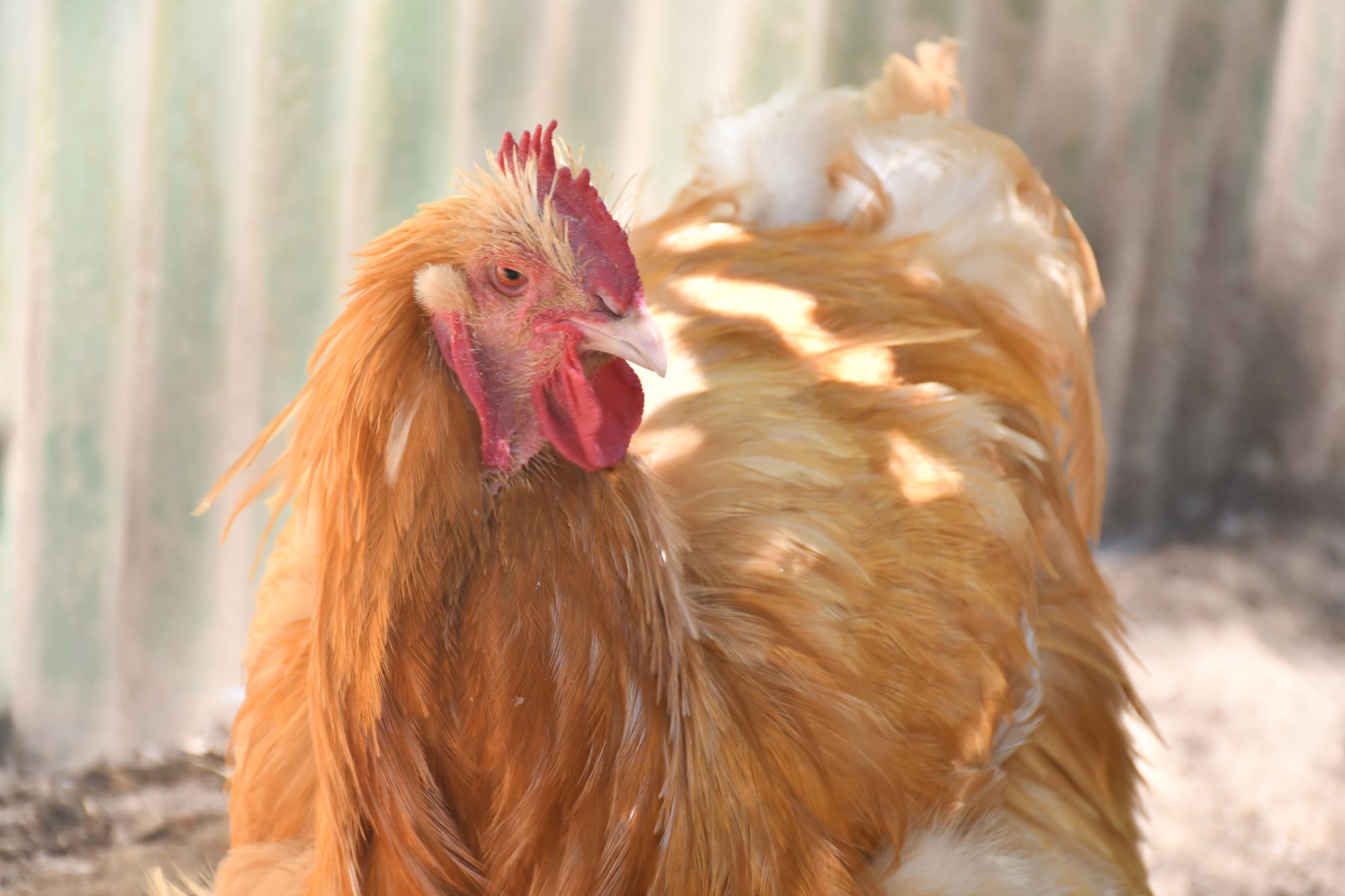 Council to rethink rooster ban