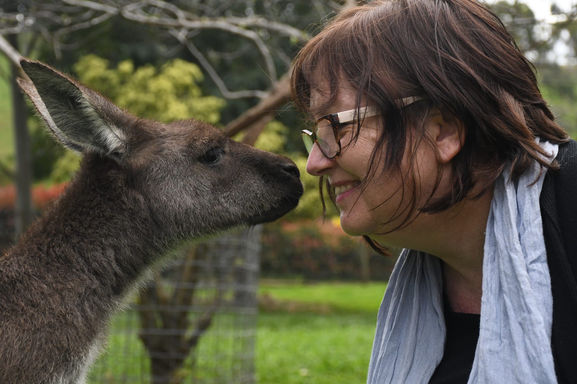 Motorists warned about rising roo numbers