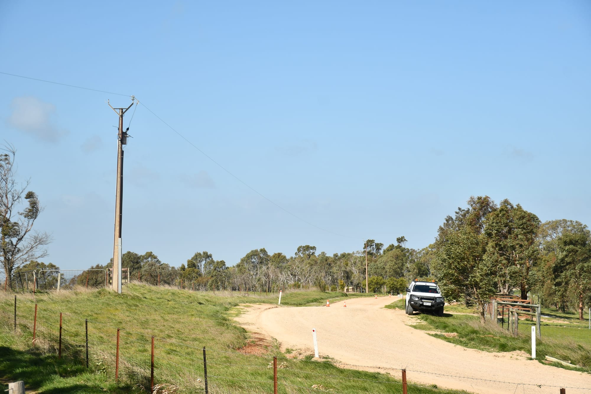 Cows killed by fallen powerlines