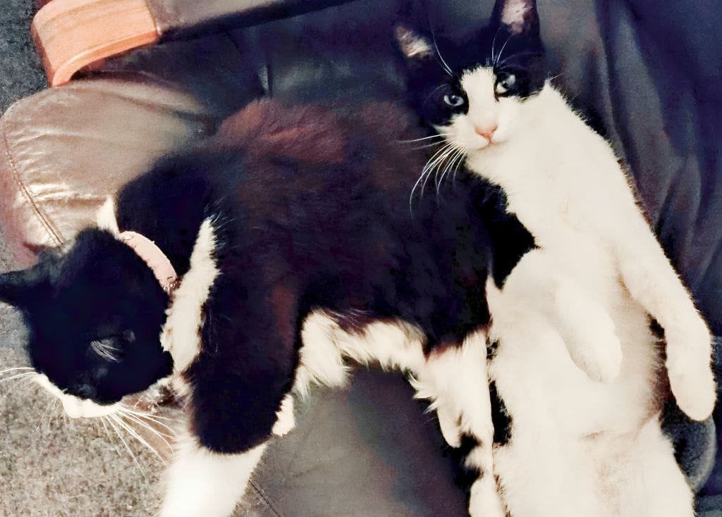 Council clarifies re-homing position after social media backlash