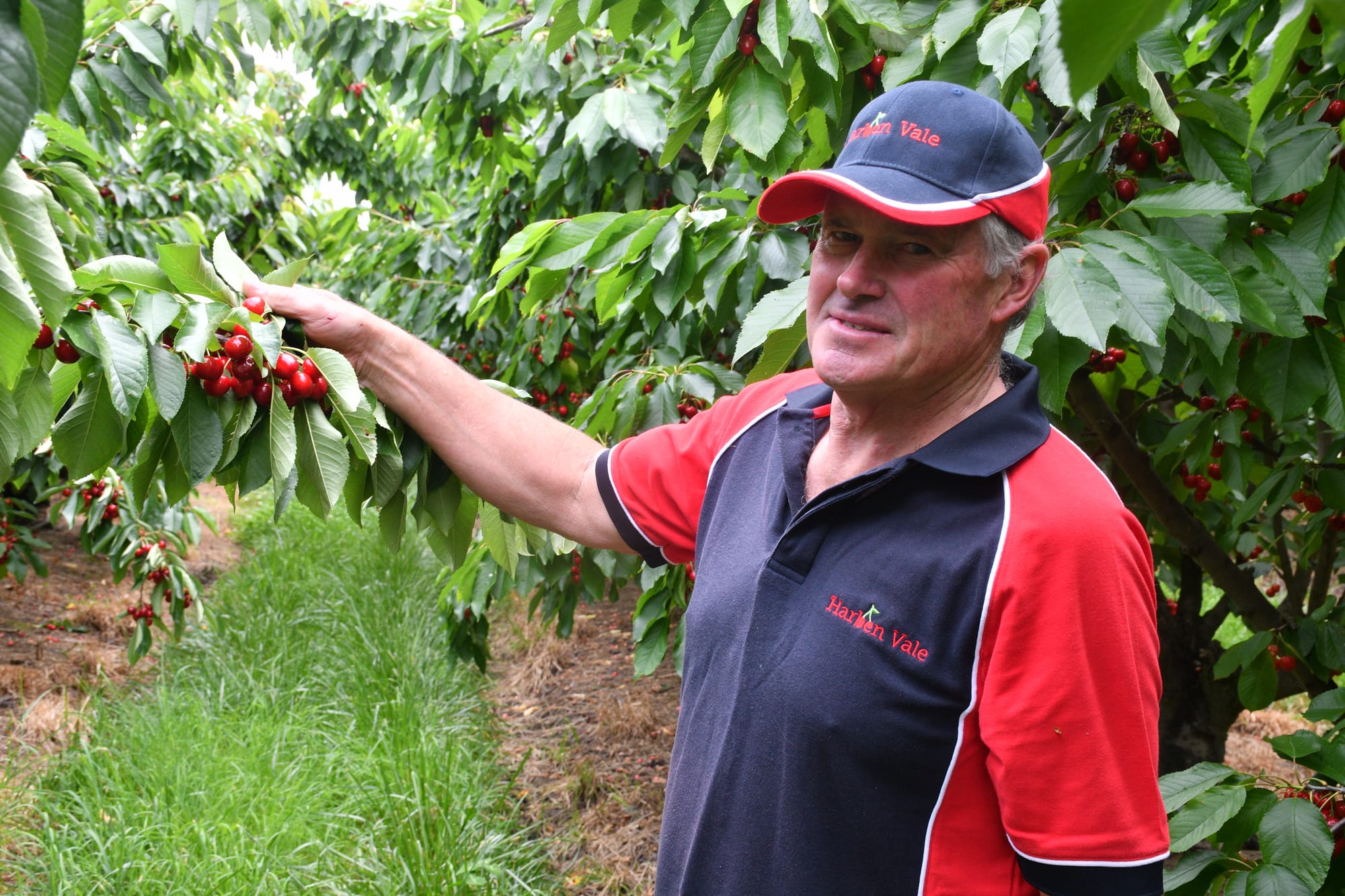 Ripe for the picking: promising season after 'horrendous' 2023