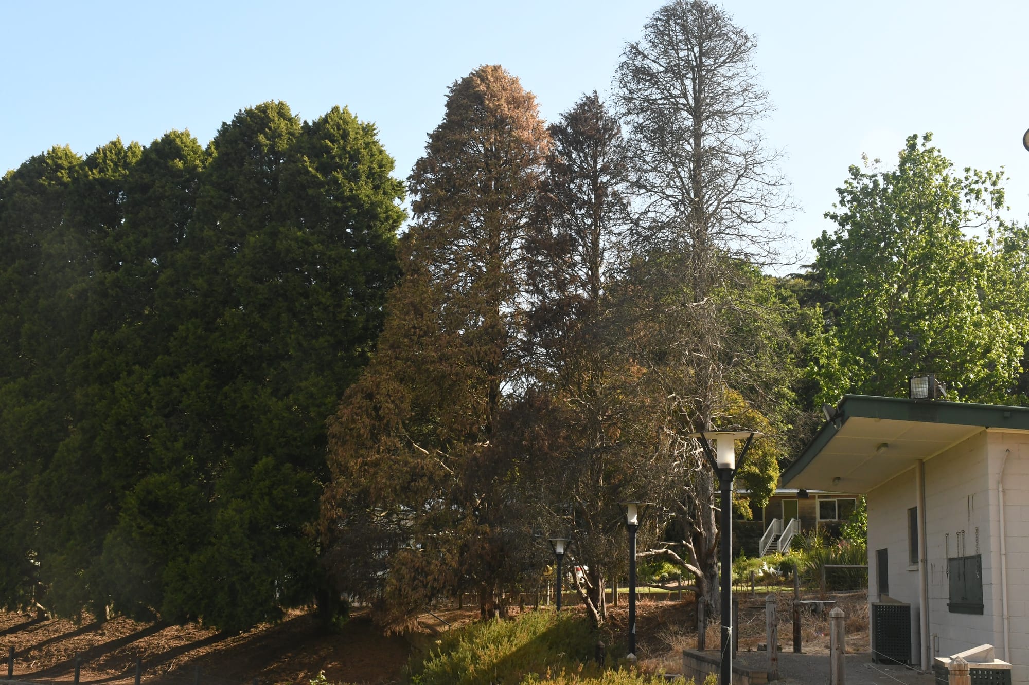 Trees to be removed amid fungus concerns