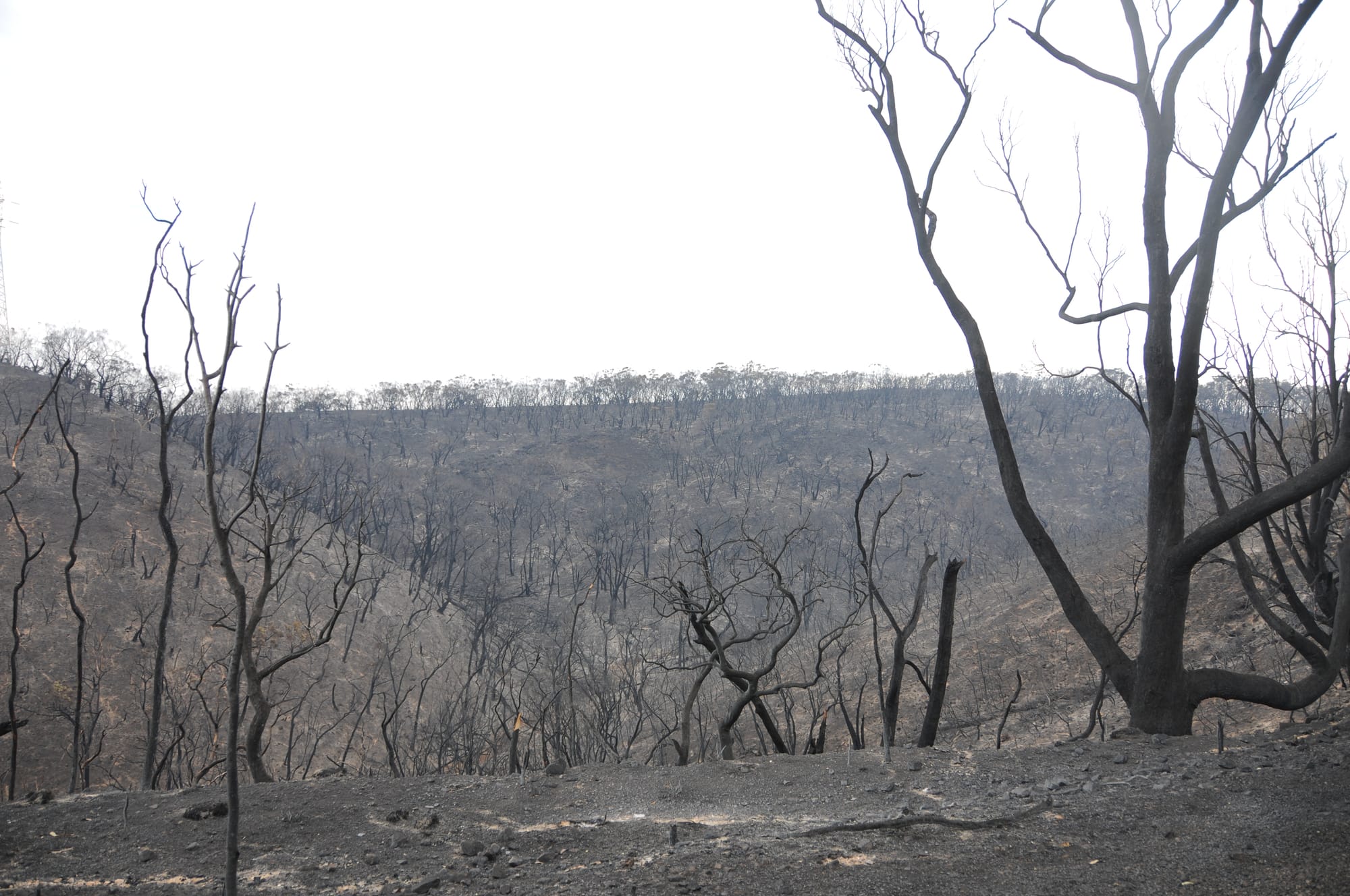 Accused Cherry Gardens arsonist pleads not guilty