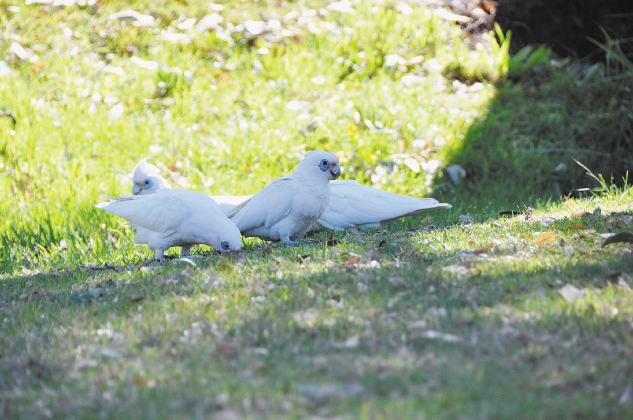 Council says no ‘silver bullet’ to fix corella solution