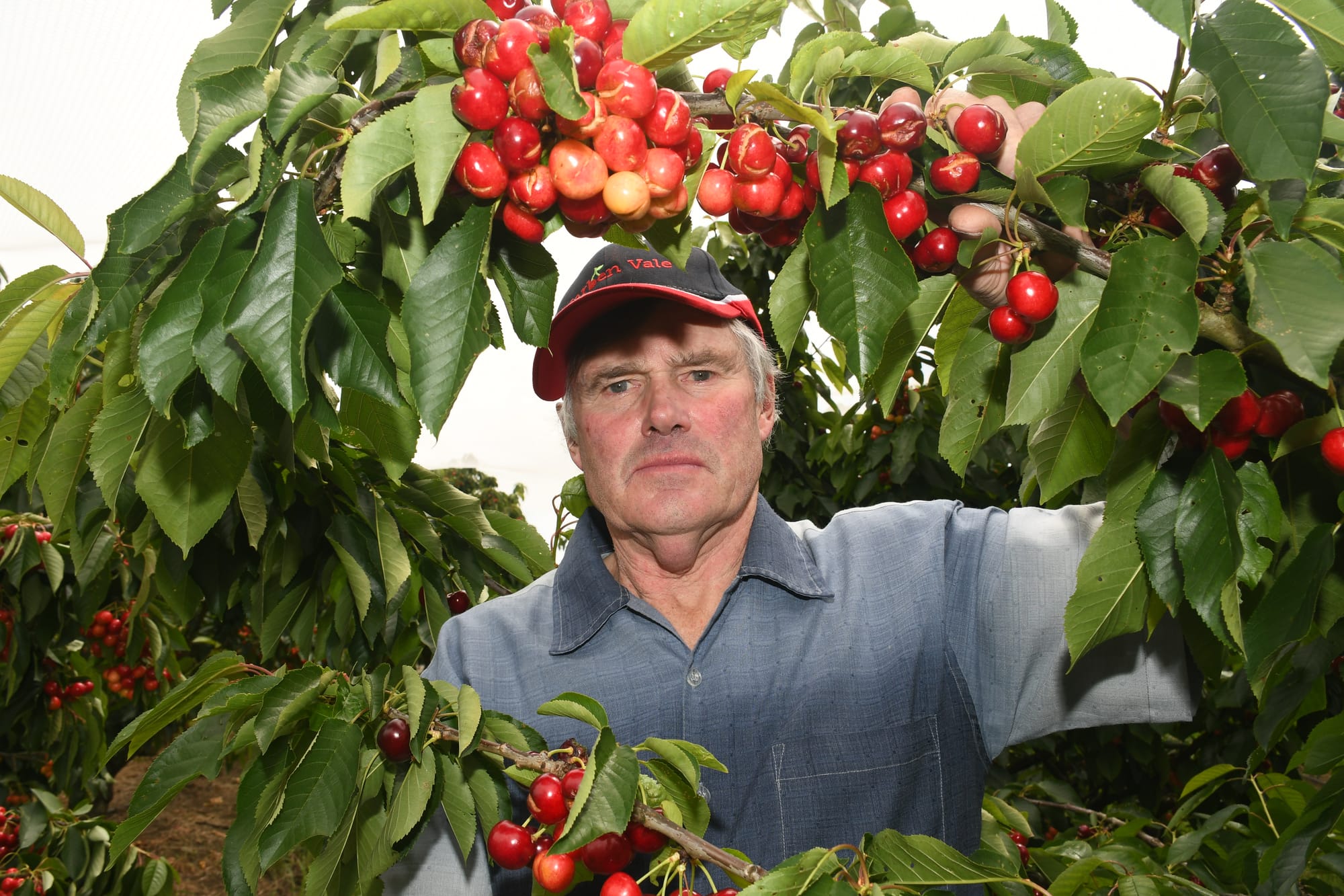 Cherry pain