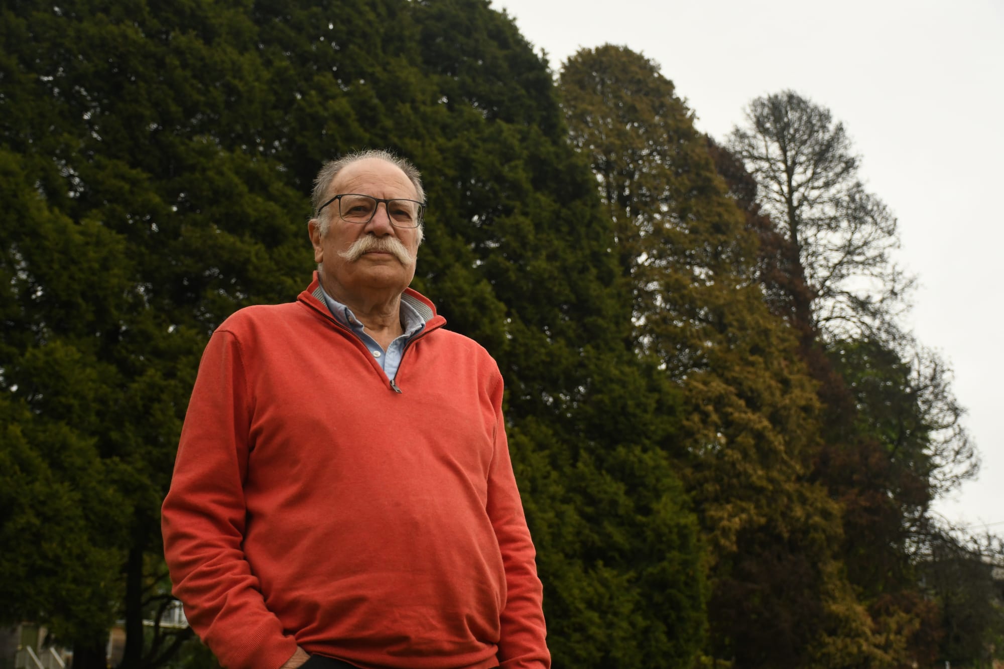 Fears for trees as fungus strikes