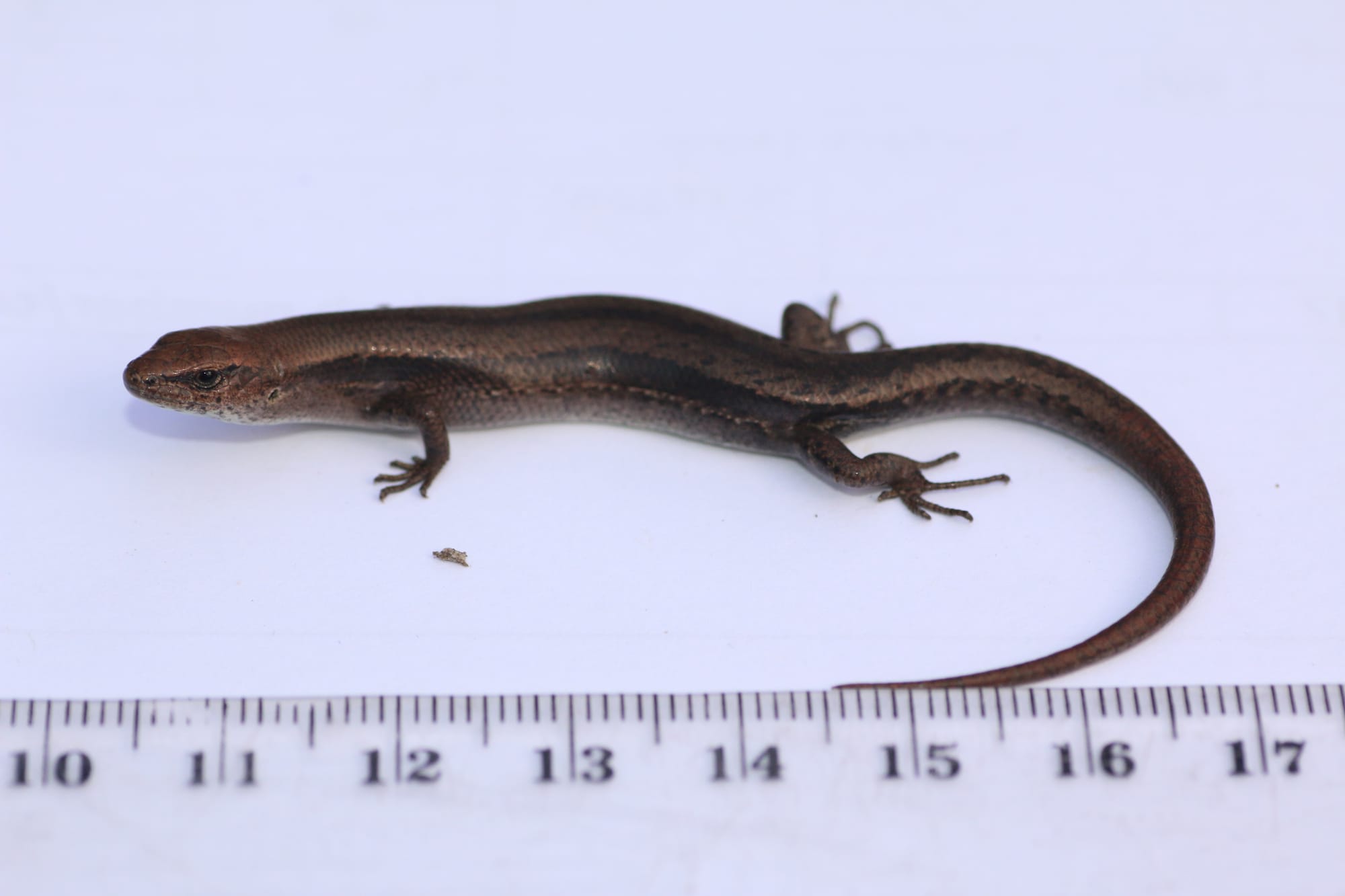 Concerns over impact of controlled burns