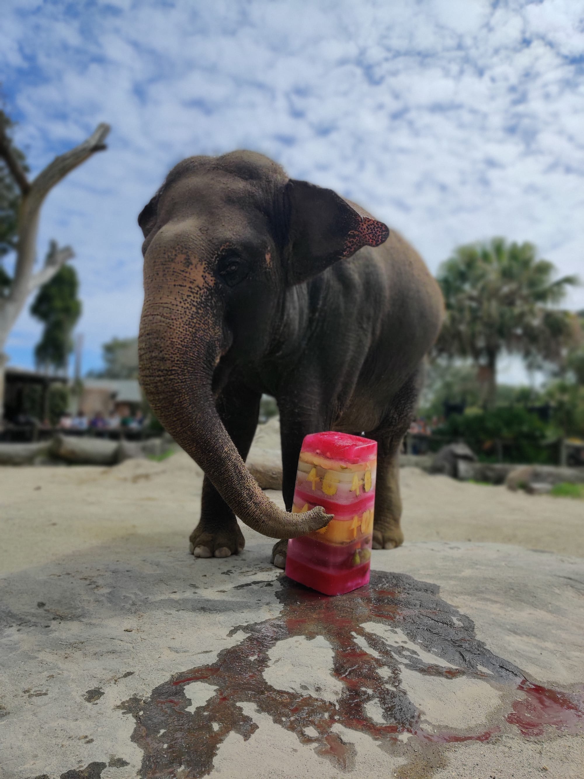 Bid to bring elephants to Monarto