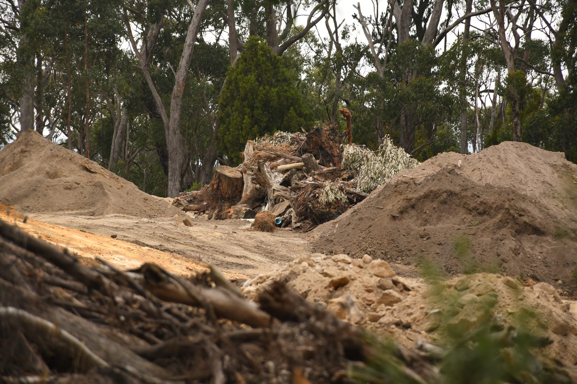 Liberals call for tree inquiry