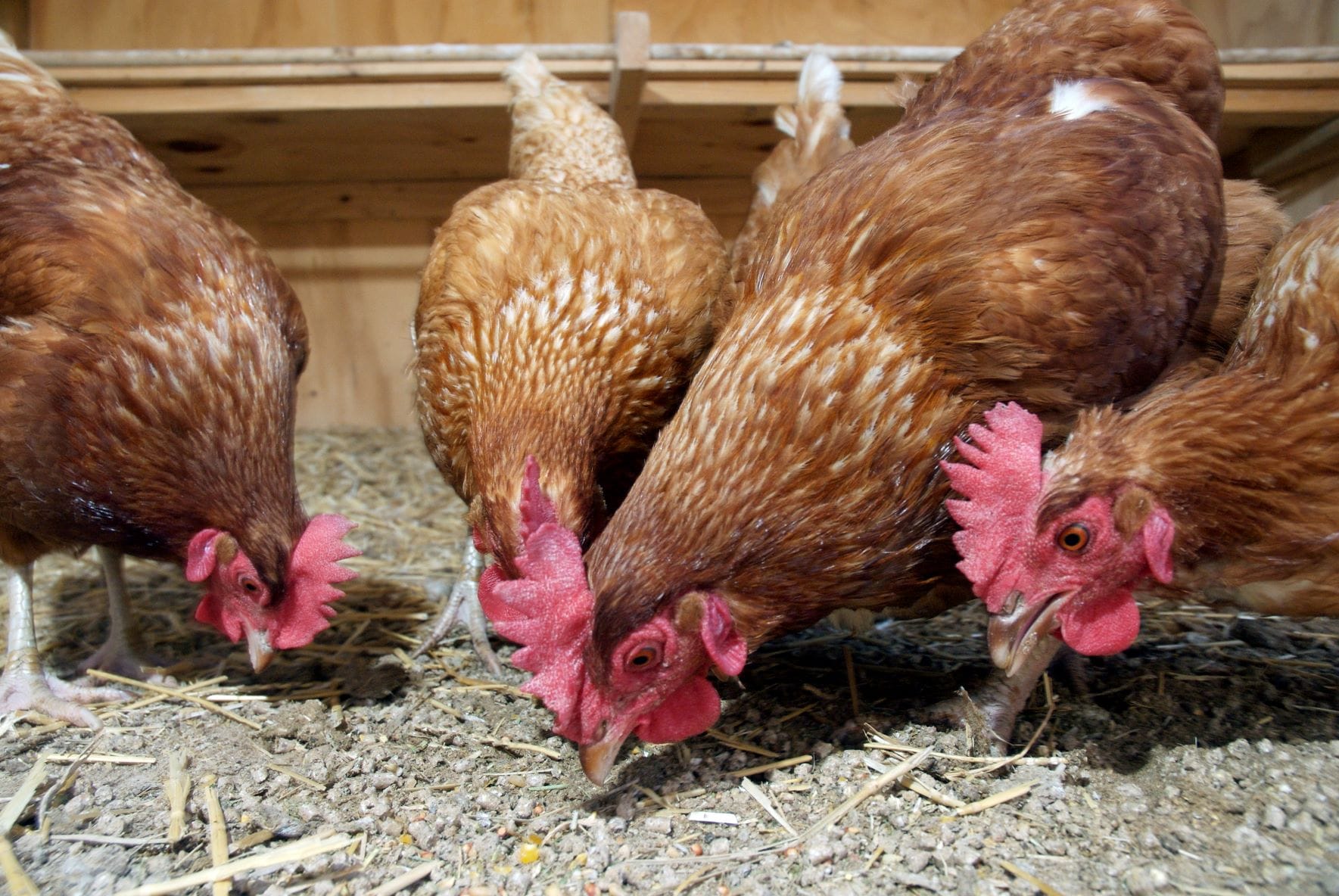 New bird flu spurs biosecurity alert