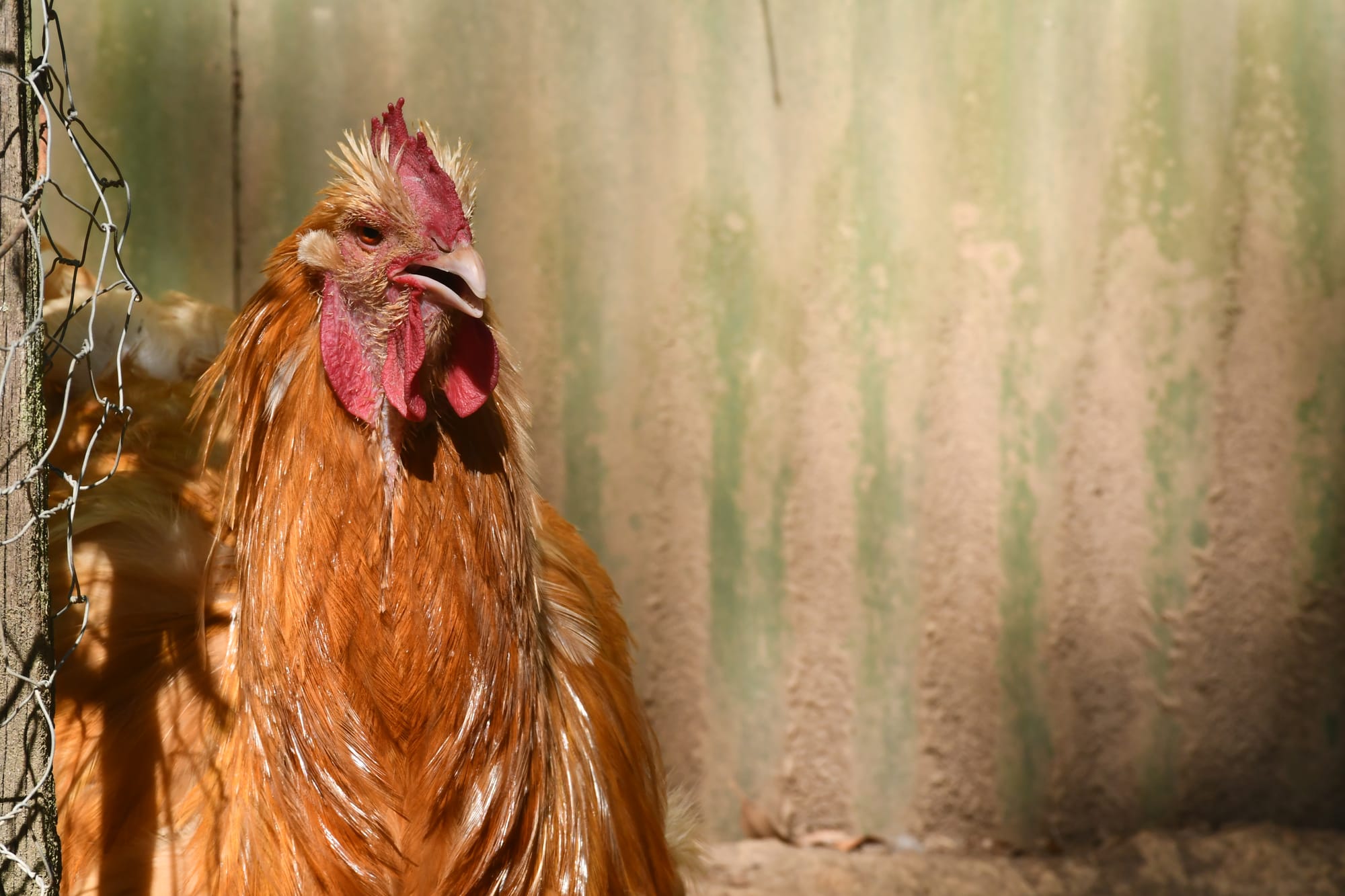 Cock-a-doodle-don't