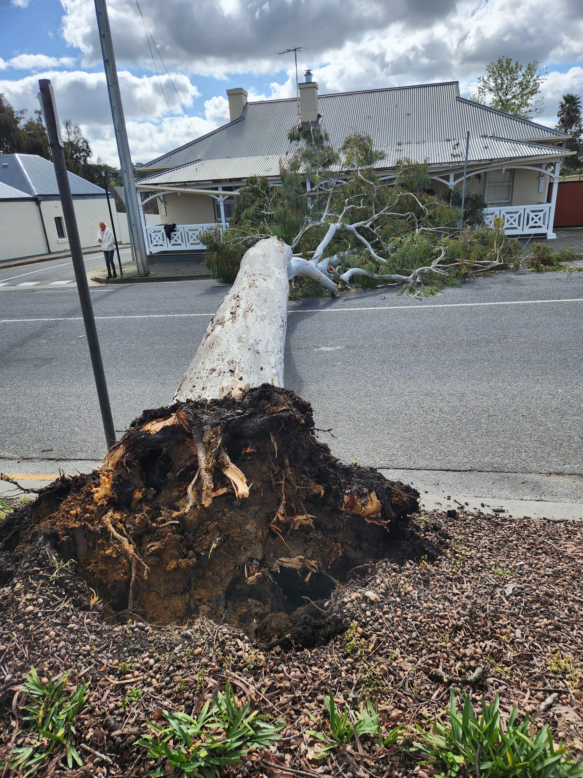 Tree danger