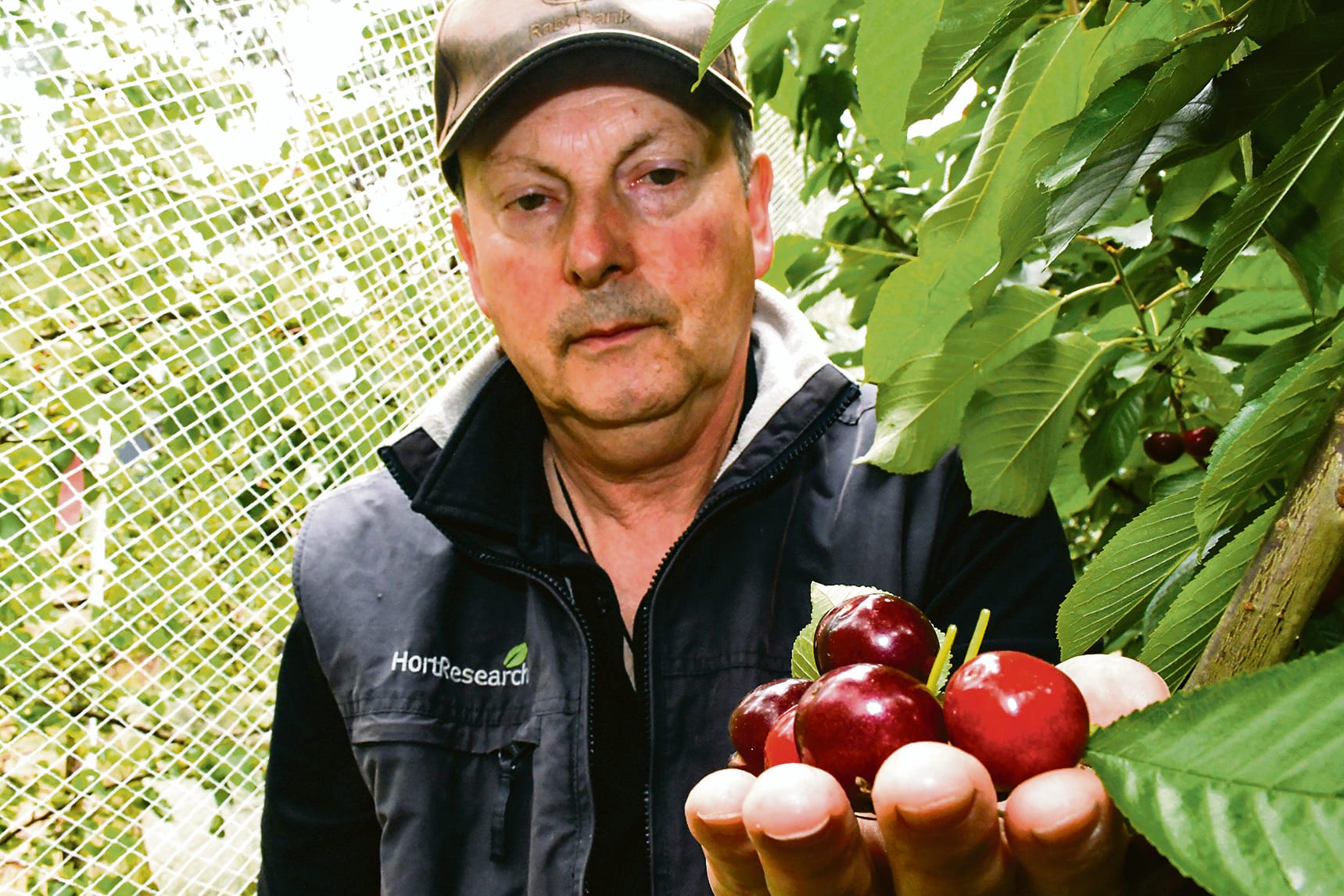 Cherry expert calls for more research funding