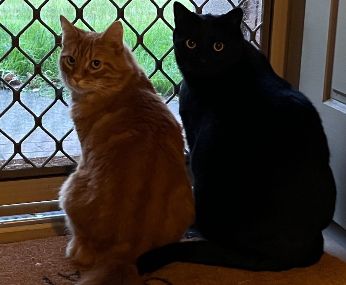 Cat call: New cat rules on the cards for Mt Barker