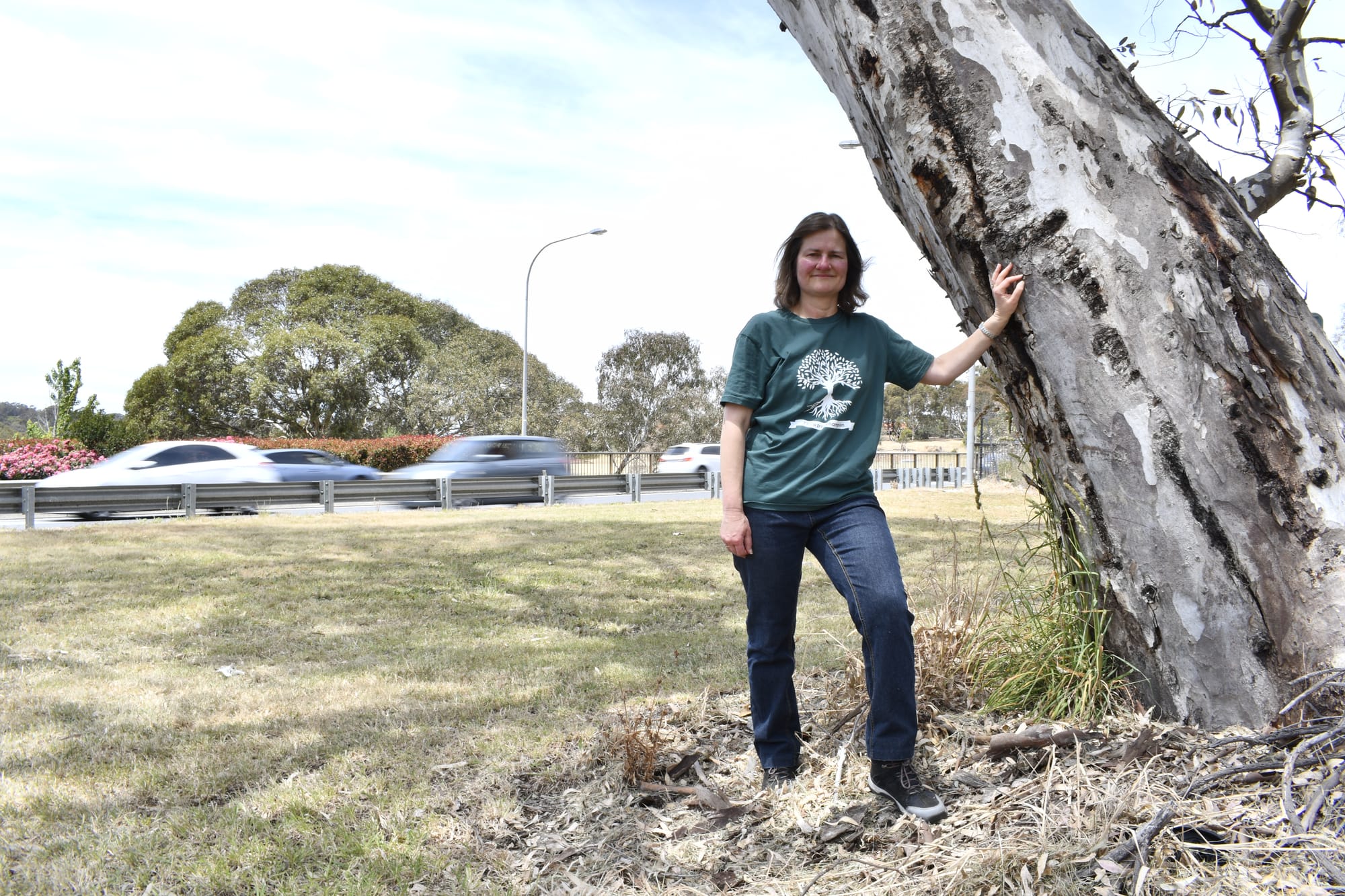 Popular tree avoid the axe amid major roadworks