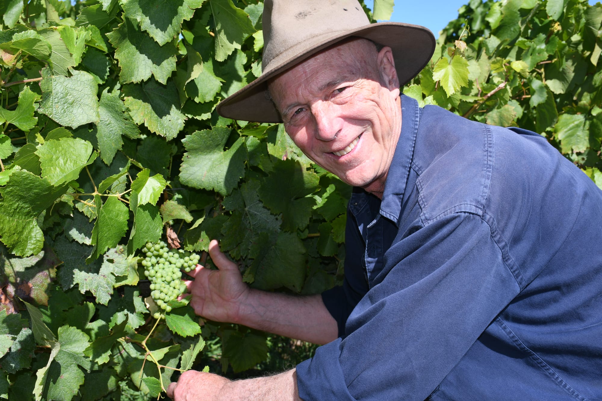 'Fruitier' reds and 'broader' whites on the horizon for 2024 vintage