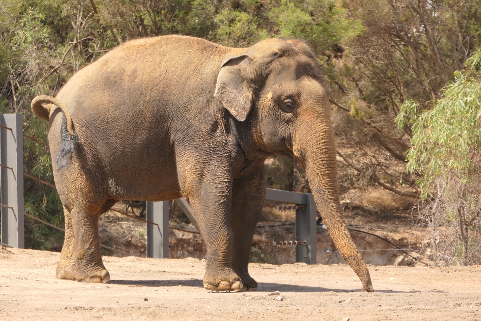 Second elephant set to arrive at Monarto